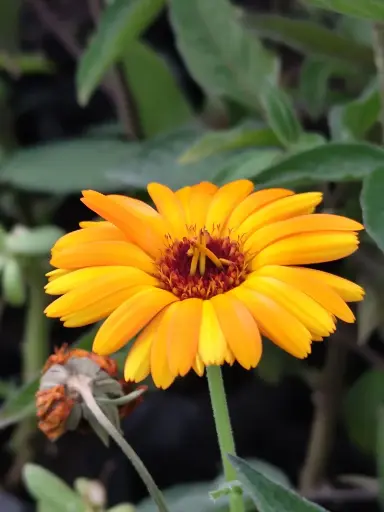 Girasol